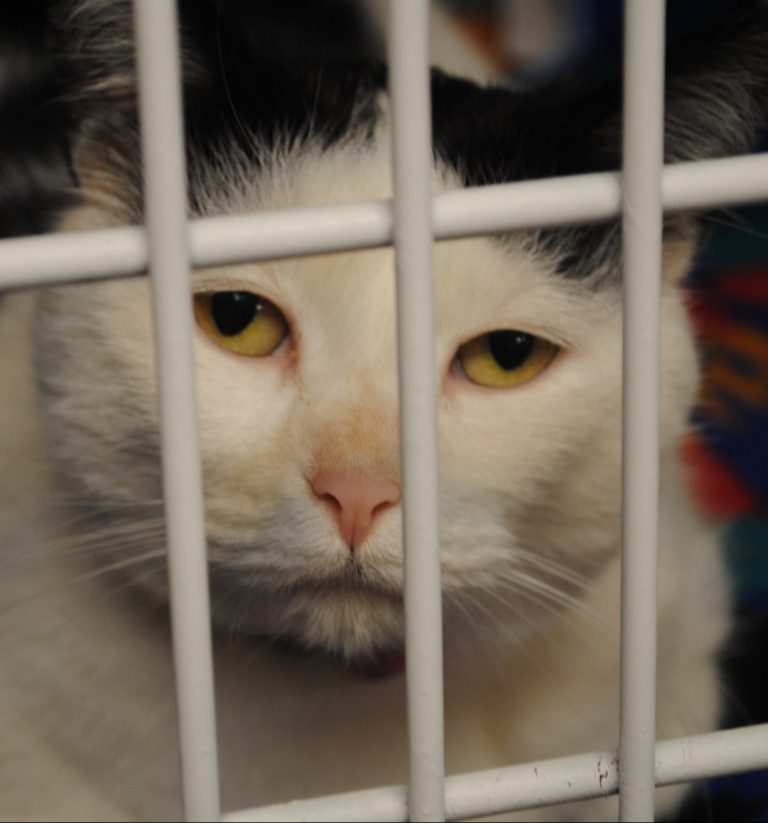 Services Albion Veterinary Clinic