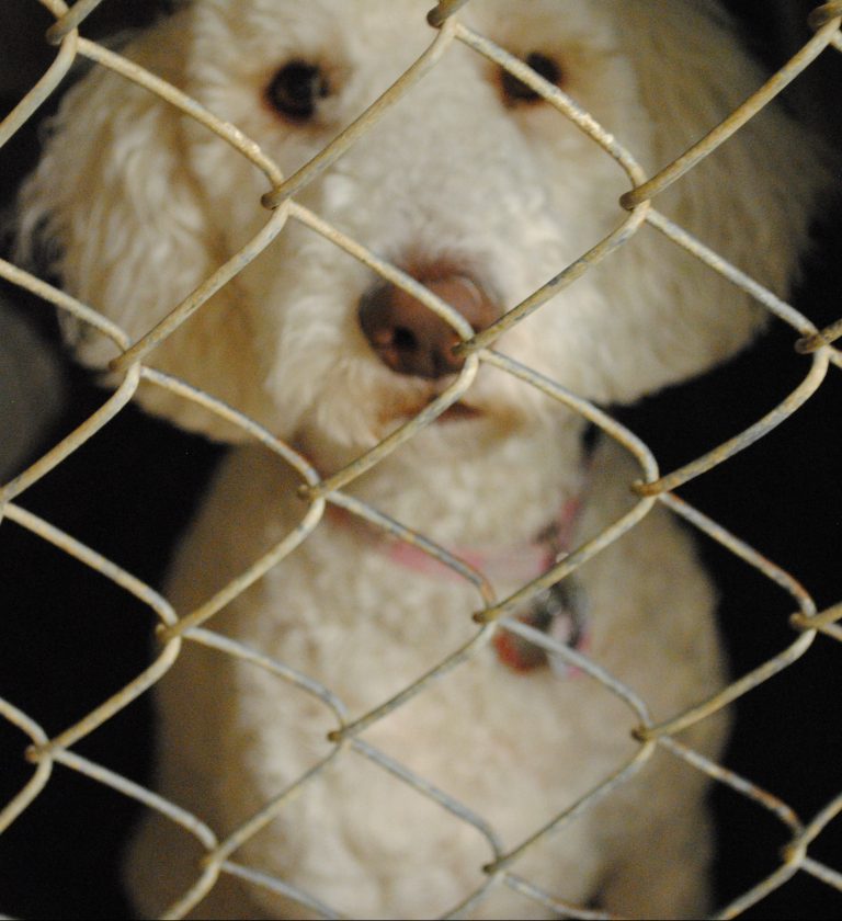 Services Albion Veterinary Clinic