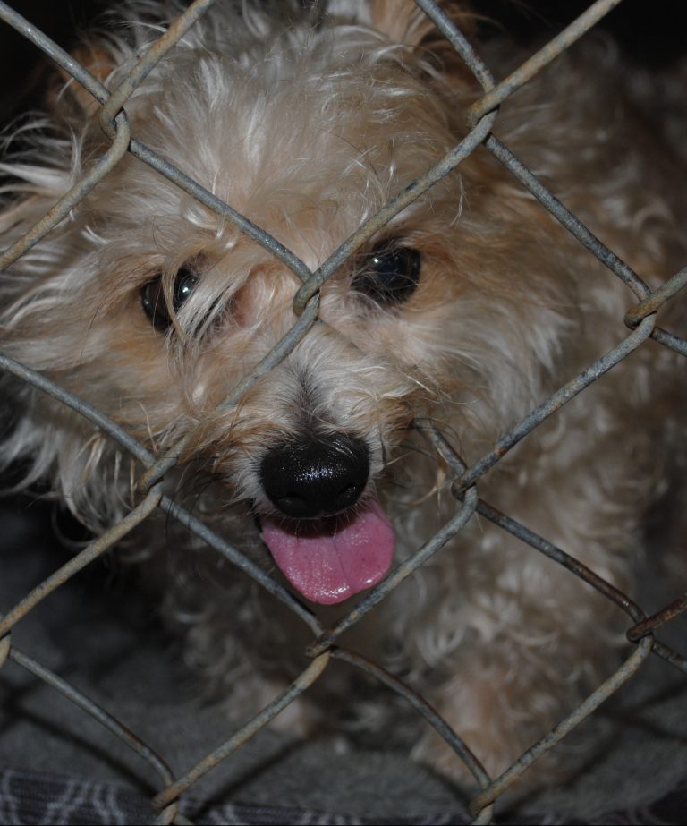 Services Albion Veterinary Clinic